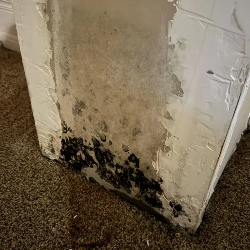 Professional Mold Removal in Vincent, CA